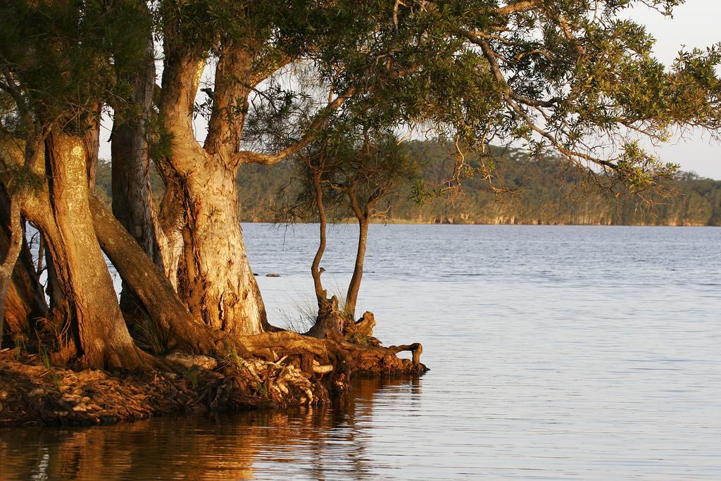 Nrma Myall Shores Holiday Park Bulahdelah Exteriér fotografie